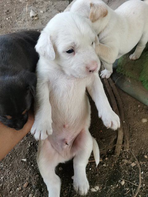 Puppies For Adoption - Mixed Breed Dog