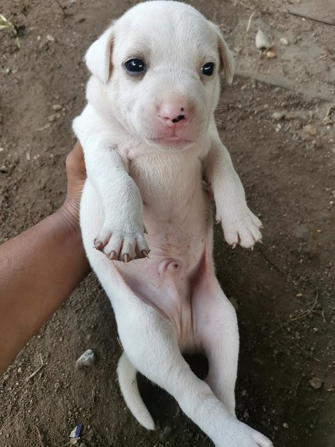 Puppies For Adoption - Mixed Breed Dog