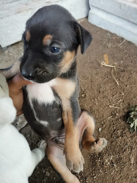 Puppies For Adoption - Mixed Breed Dog