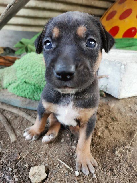 Puppies For Adoption - Mixed Breed Dog