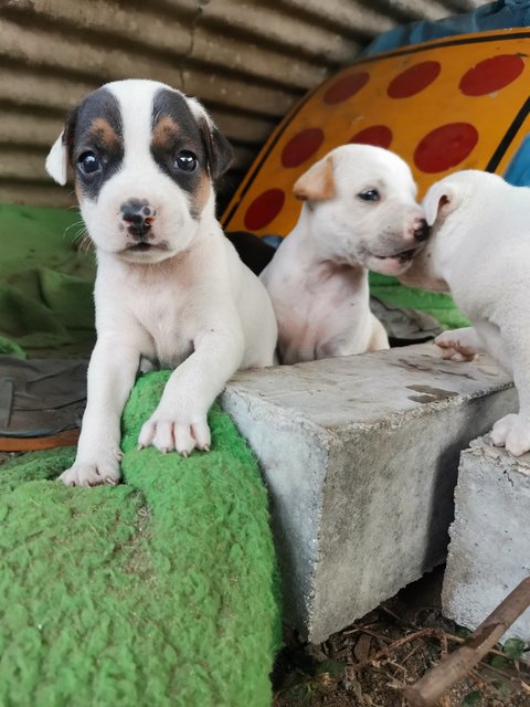 Puppies For Adoption - Mixed Breed Dog