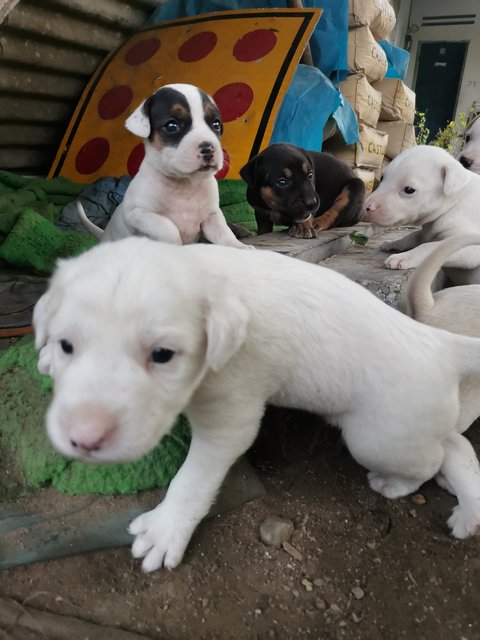 Puppies For Adoption - Mixed Breed Dog