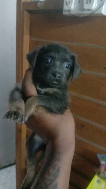 No Name Yet - Border Collie + Golden Retriever Dog