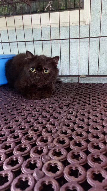 PF128464 - Scottish Fold + Domestic Medium Hair Cat