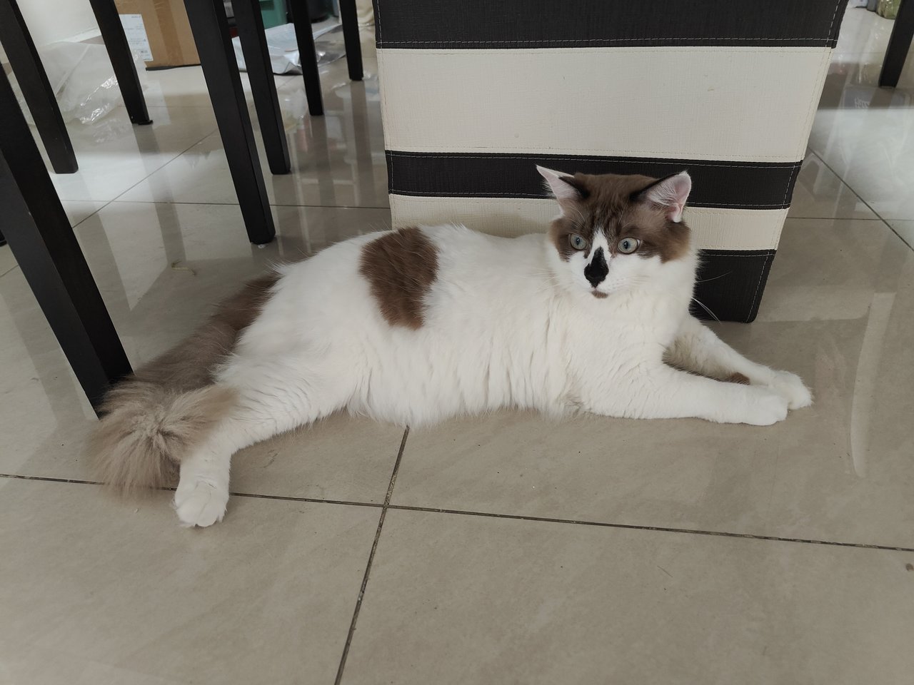 Cococa  - Ragdoll + Domestic Medium Hair Cat