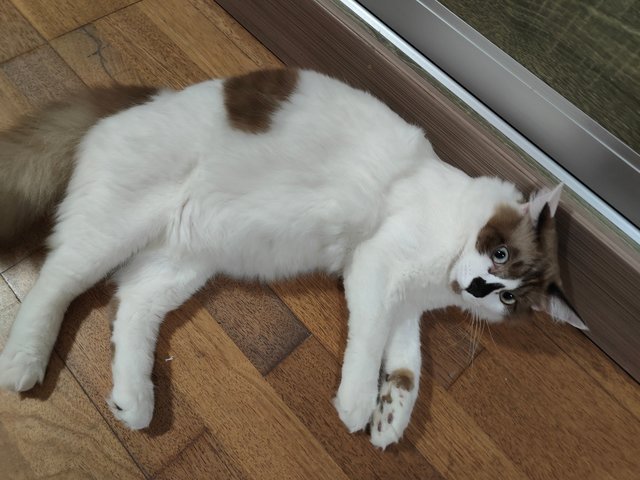 Cococa  - Ragdoll + Domestic Medium Hair Cat