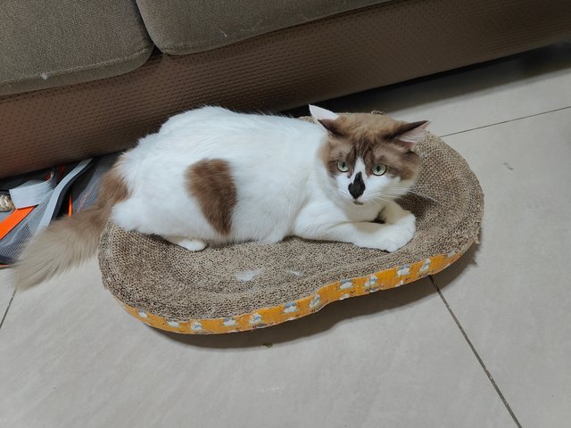 Cococa  - Ragdoll + Domestic Medium Hair Cat