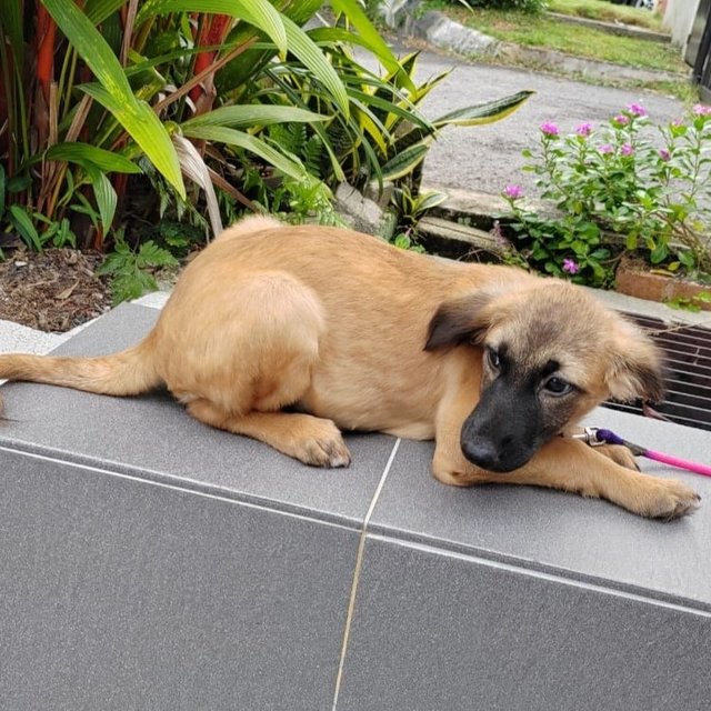 Miku - Belgian Shepherd Tervuren Mix Dog