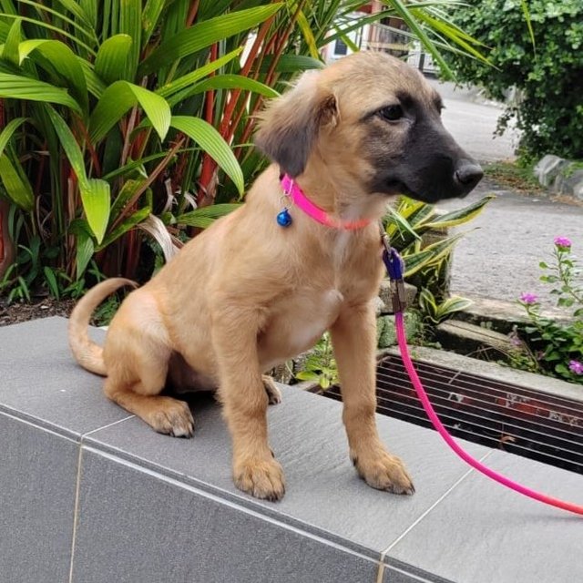 Miku - Belgian Shepherd Tervuren Mix Dog