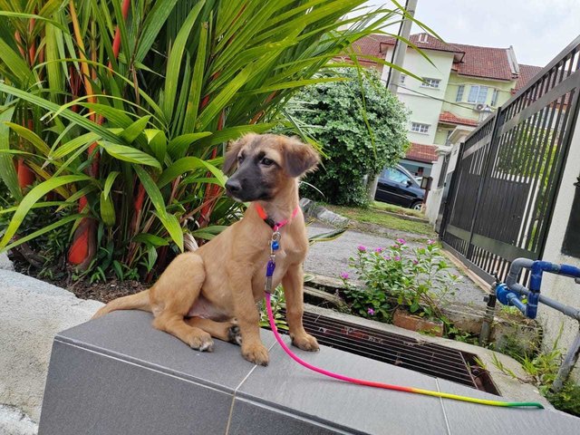 Miku - Belgian Shepherd Tervuren Mix Dog