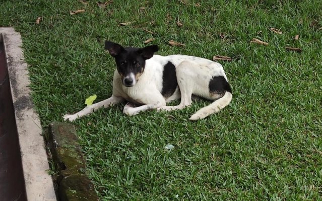 Oreo Girl - Mixed Breed Dog