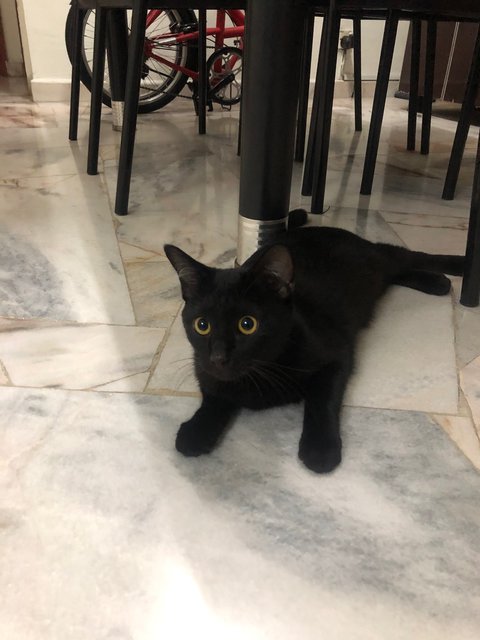 Wakanda - Bombay + Domestic Short Hair Cat