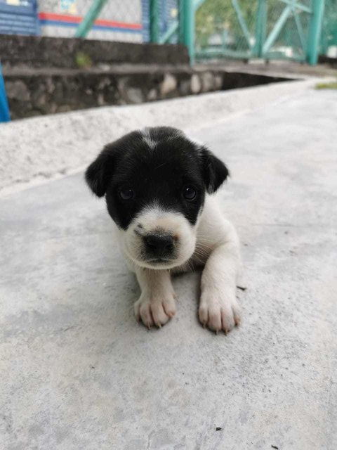 Daisy - Mixed Breed Dog