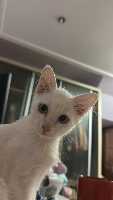 Milky - Domestic Medium Hair Cat