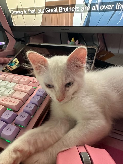 Milky - Domestic Medium Hair Cat