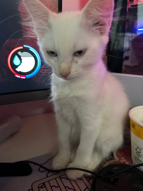 Milky - Domestic Medium Hair Cat