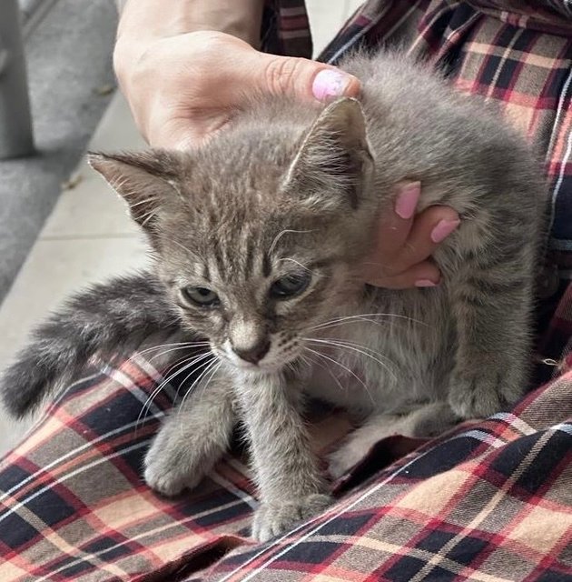 Blueberry  - Domestic Medium Hair Cat