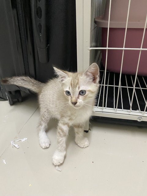 Blondie N Berry - Domestic Short Hair Cat