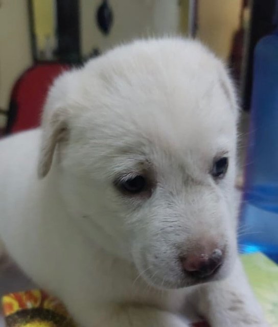 Litter Of 6 - Mixed Breed Dog