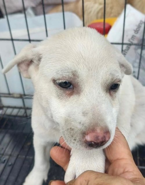 Litter Of 6 - Mixed Breed Dog