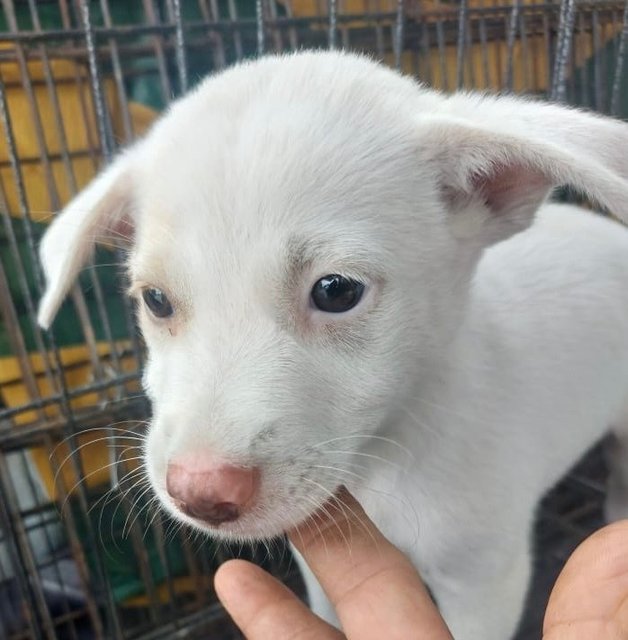 Litter Of 6 - Mixed Breed Dog