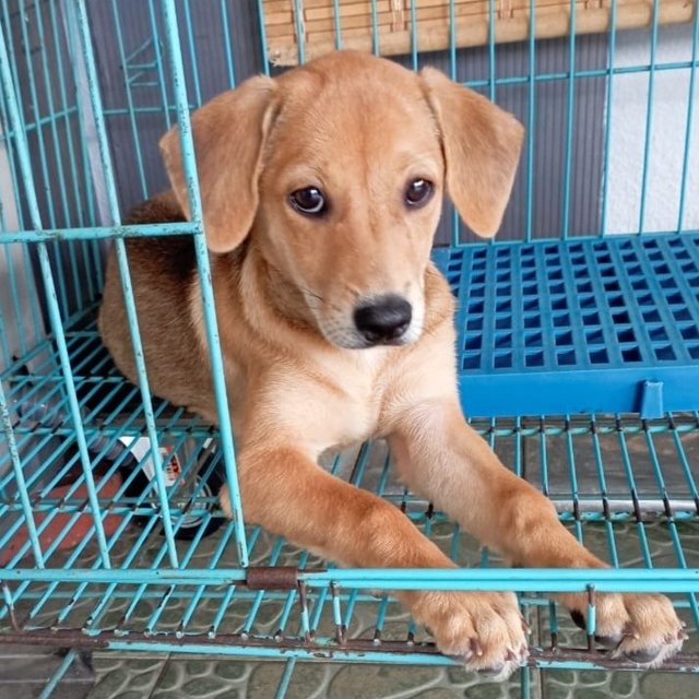 Sugar.  - Labrador Retriever Mix Dog