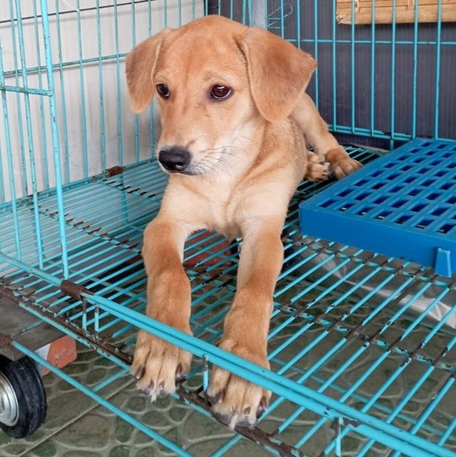 Sugar.  - Labrador Retriever Mix Dog