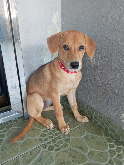 Sugar.  - Labrador Retriever Mix Dog