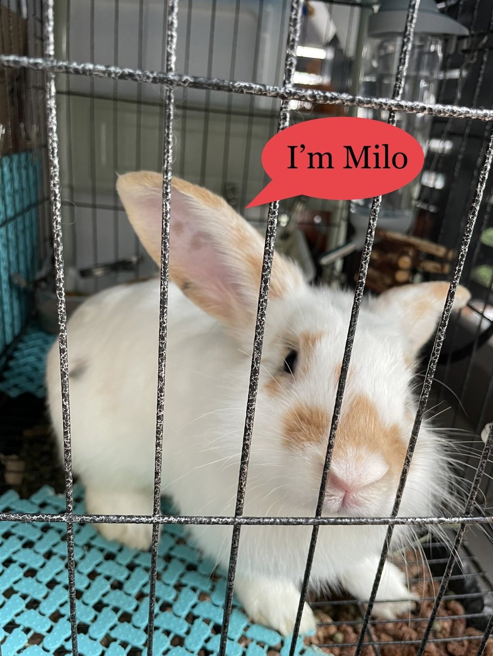 Ice And Milo - Mini Rex + Lionhead Rabbit