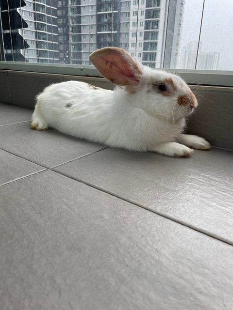 Ice And Milo - Mini Rex + Lionhead Rabbit