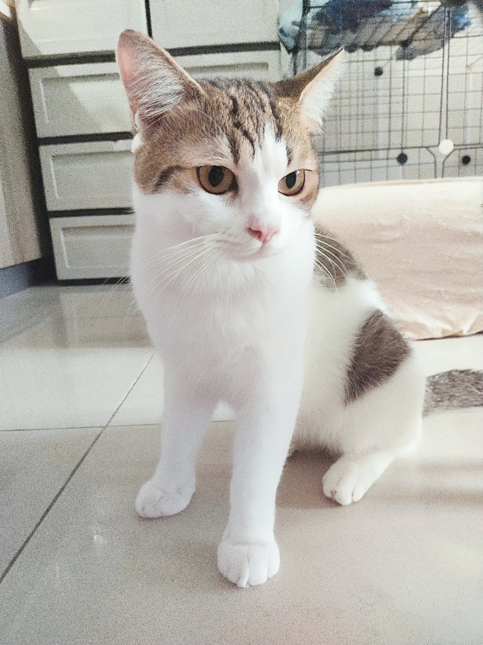 Haisee - British Shorthair + Calico Cat