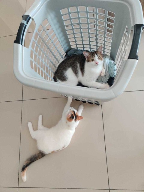 Haisee - British Shorthair + Calico Cat