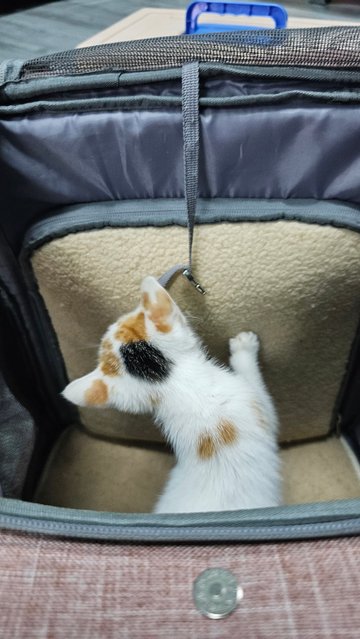 Baby Girl - Calico + Domestic Medium Hair Cat