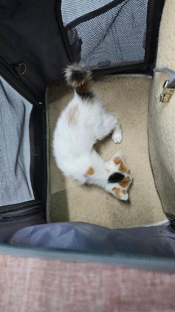 Baby Girl - Calico + Domestic Medium Hair Cat