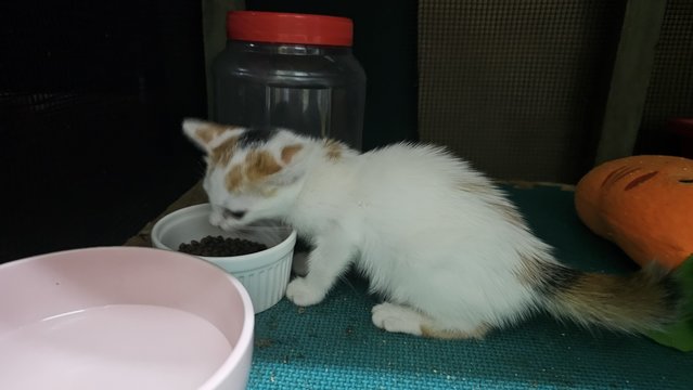 Baby Girl - Calico + Domestic Medium Hair Cat