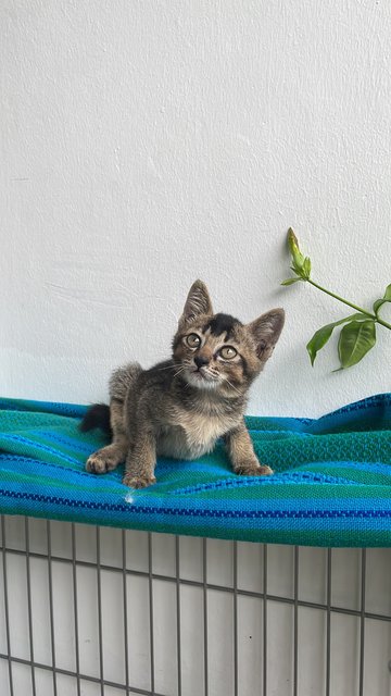 Soft Toy - Domestic Medium Hair + Tabby Cat