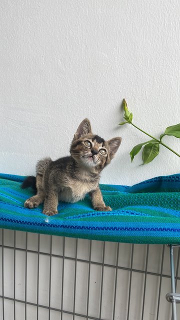 Soft Toy - Domestic Medium Hair + Tabby Cat