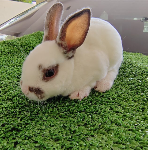 Mini Rex Baby Rabbits  - Mini Rex Rabbit