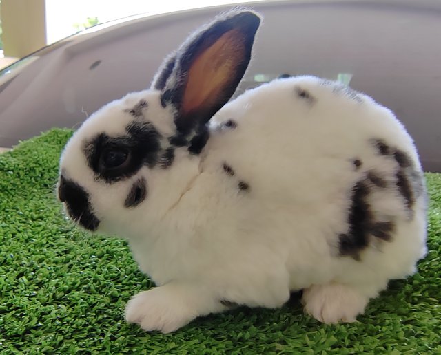 Mini Rex Baby Rabbits  - Mini Rex Rabbit