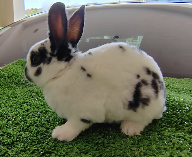 Mini Rex Baby Rabbits  - Mini Rex Rabbit