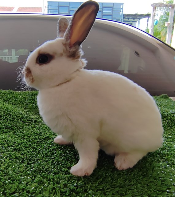 Mini Rex Baby Rabbits  - Mini Rex Rabbit