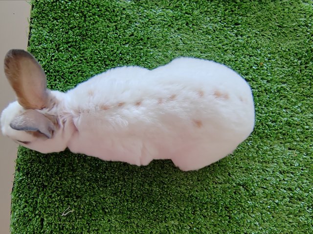 Mini Rex Baby Rabbits  - Mini Rex Rabbit