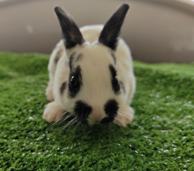 Mini Rex Baby Rabbits  - Mini Rex Rabbit