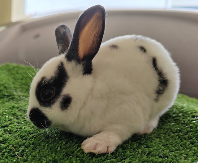 Mini Rex Baby Rabbits  - Mini Rex Rabbit