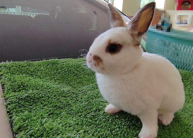 Mini Rex Baby Rabbits  - Mini Rex Rabbit