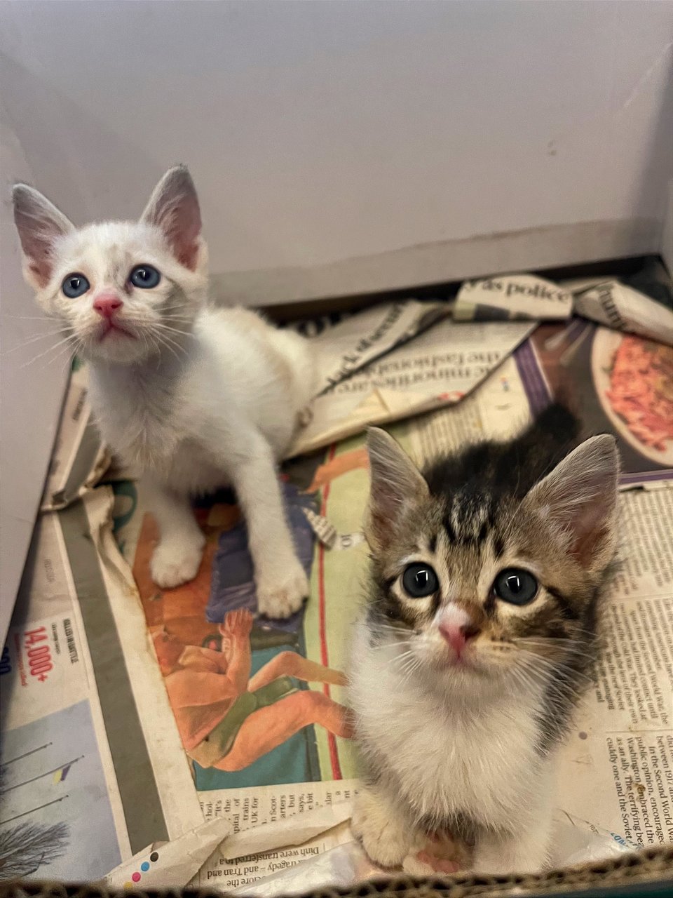 Oreo And Snowy  - Domestic Medium Hair Cat