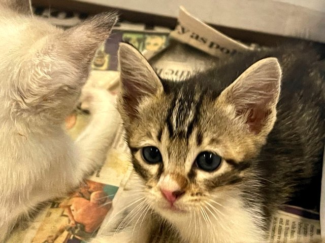 Oreo And Snowy  - Domestic Medium Hair Cat