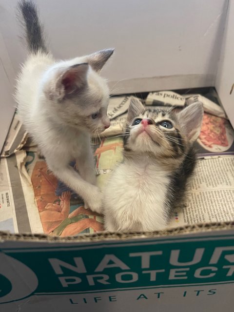 Oreo And Snowy  - Domestic Medium Hair Cat