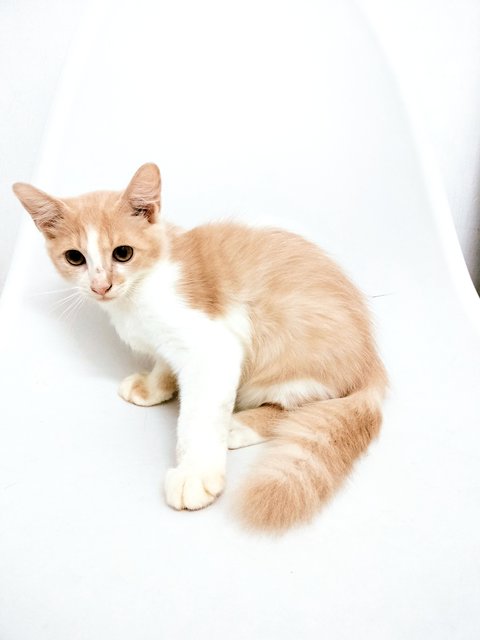 Bento Onel - Domestic Long Hair Cat