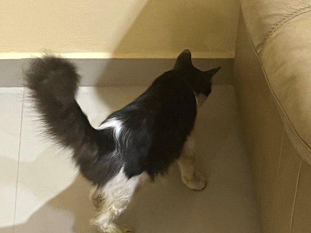 Batman  - Domestic Long Hair Cat